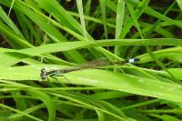 Ischnura elegans