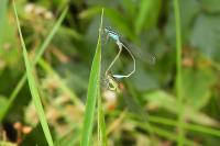 Ischnura elegans