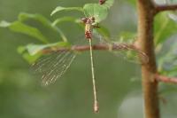 Chalcolestes viridis
