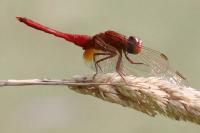 Crocothemis erythraea