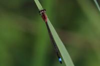 Ischnura elegans