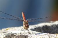 Sympetrum striolatum