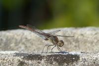 Sympetrum striolatum