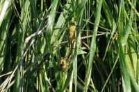 Gomphus pulchellus
