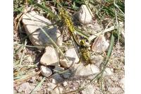 Gomphus pulchellus