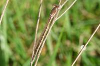 Sympecma fusca