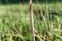 Sympecma fusca