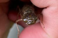 Anax