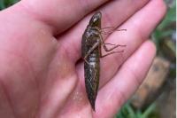 Anax