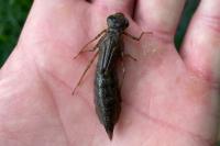 Anax