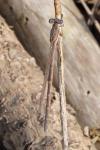 Sympecma fusca