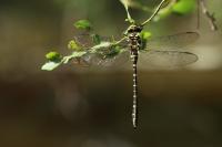 Cordulegaster boltonii