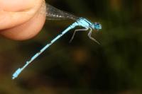 Enallagma cyathigerum