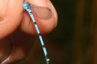 Enallagma cyathigerum