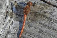 Sympetrum striolatum