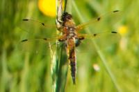 Libellula quadrimaculata