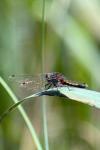 Leucorrhinia pectoralis
