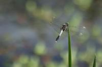 Leucorrhinia caudalis