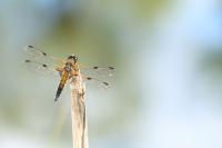 Libellula quadrimaculata