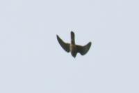 Falco tinnunculus
