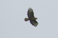 Buteo buteo