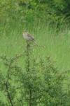 Emberiza calandra