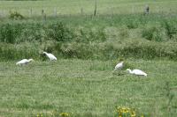 Bubulcus ibis