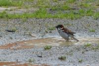 Passer domesticus