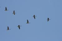 Branta canadensis
