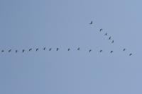 Branta canadensis