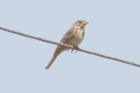 Emberiza calandra