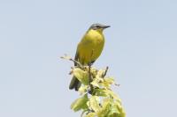 Motacilla flava
