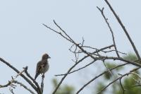 Carduelis carduelis