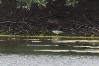 Nycticorax nycticorax