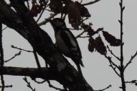 Dendrocopos major