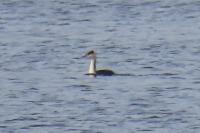 Podiceps cristatus