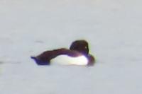 Aythya fuligula