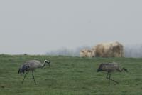 Grus grus
