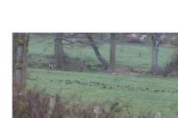 Sturnus vulgaris