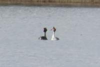 Podiceps cristatus