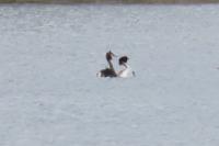 Podiceps cristatus