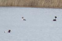 Podiceps cristatus