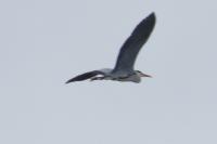 Ardea cinerea