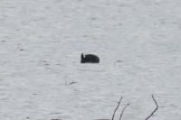 Fulica atra