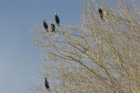 Phalacrocorax carbo