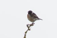Saxicola rubicola