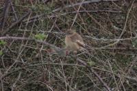 Saxicola rubicola
