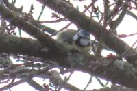 Cyanistes caeruleus