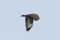 Buteo buteo