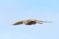 Falco tinnunculus